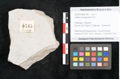 Foto (Objekt + Etikett) von Callitris brongniartii Endl. (NHMW-GEO-2024-0188-6745)